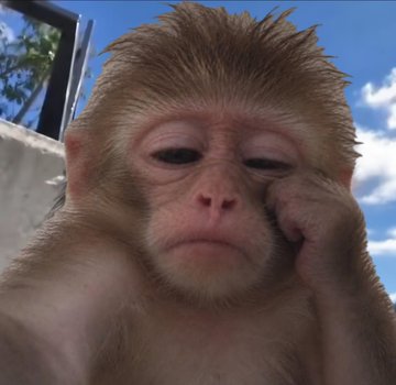 A close-up photo of a young monkey resting its head on its hand, appearing tired or contemplative against a blue sky background.