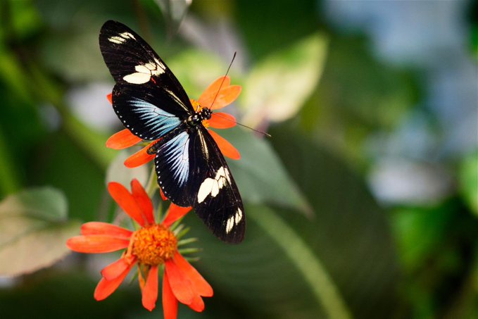 A black butterfly with white spots rests on bright orange flowers against a lush green background.