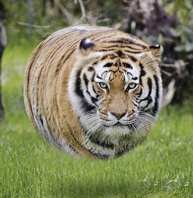 A close-up photograph of a Bengal tiger walking through green grass, staring directly at the camera with intense yellow eyes.