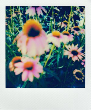 A Polaroid-style photograph of pink and white echinacea flowers in a garden with a vintage, dreamy filter effect.