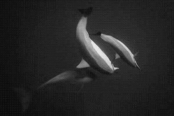 A grainy, low-quality black-and-white or sepia-toned image showing a distorted figure or creature on a textured surface, with the image appearing heavily compressed or glitched.
