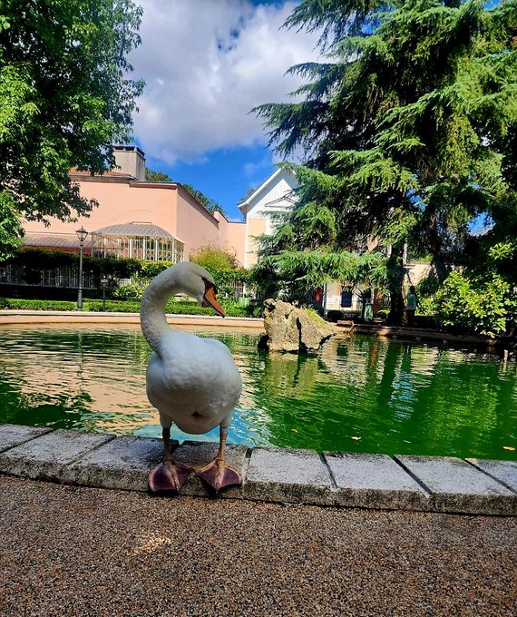A photograph of a white swan standing on the stone edge of a pond, with a pink building and trees in the background under a cloudy sky.