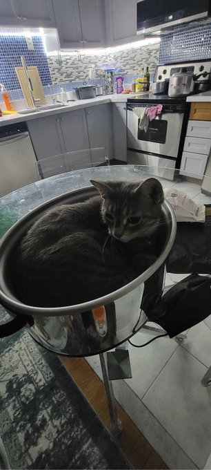 A tabby cat rests inside a large stainless steel pot on a glass table in a kitchen, with appliances visible in the background.