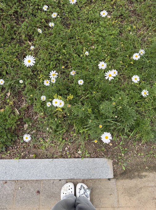 A first-person view looking down at white Crocs worn on a paved sidewalk, with a patch of grass and scattered white daisies blooming in the upper portion.