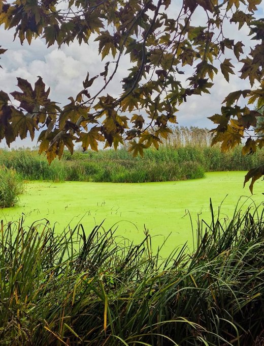 A nature scene featuring a pond covered in bright green duckweed, surrounded by tall grasses, with tree branches framing the top of the view.