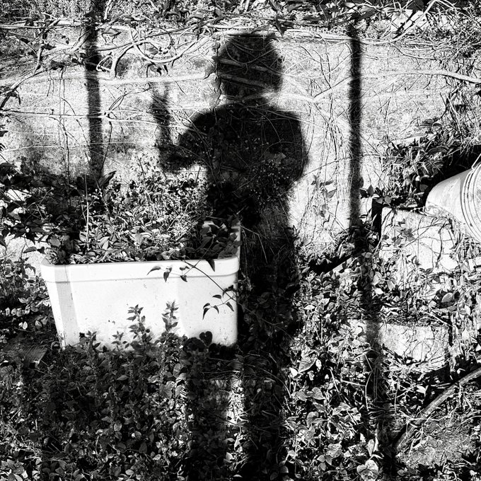 A black and white photograph of a person's shadow cast onto a stone wall overgrown with plants, with a white planter in the foreground.