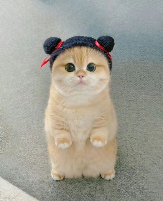 A small, light-orange and white kitten stands upright on its hind legs, staring at the camera with large eyes while wearing a black knit hat with red ribbons.