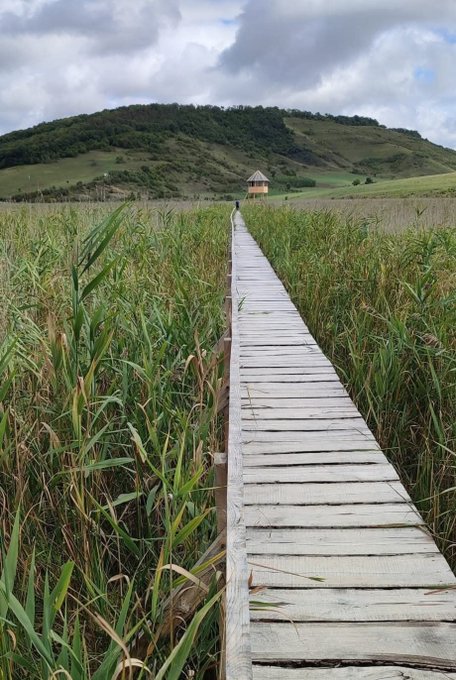 A wooden boardwalk extends through tall green reeds and grass toward a small hut at the base of a rolling, grass-covered hill under a cloudy sky.