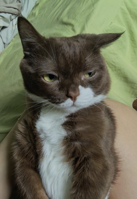 A brown and white cat with green eyes sits on a person's lap against a green sheet background.