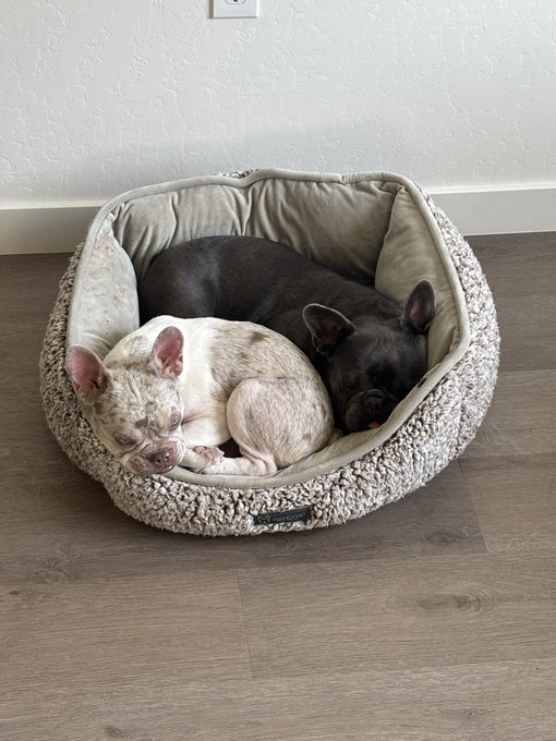 Two dogs, one white and gray brindle and one dark gray, are curled up sleeping together in a fluffy gray round dog bed on a wooden floor.