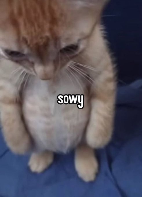 A close-up photograph shows an orange tabby cat looking downward with the text 'sowy' overlaid on its chest.