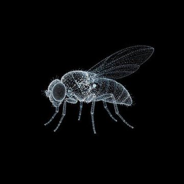 A digital wireframe model of a fruit fly rendered in glowing blue dots against a black background, illustrating the simulated biological neural network being connected to the $FLYBRAIN memecoin launchpad on Robinhood Chain.