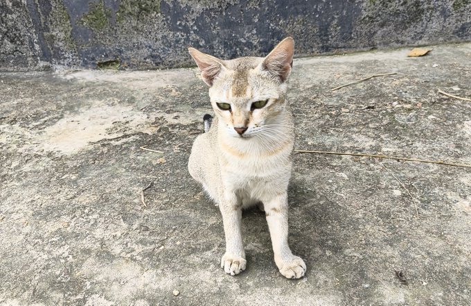 A cat sits on a weathered concrete surface, gazing directly at the camera with calm, alert eyes. 

The image of a curious, observant cat appears to symbolize the seamless, "barely noticeable" experience the post describes—a user engaging with an app so smoothly that the underlying blockchain technology becomes invisible, much like how the cat simply exists in its environment without complication.