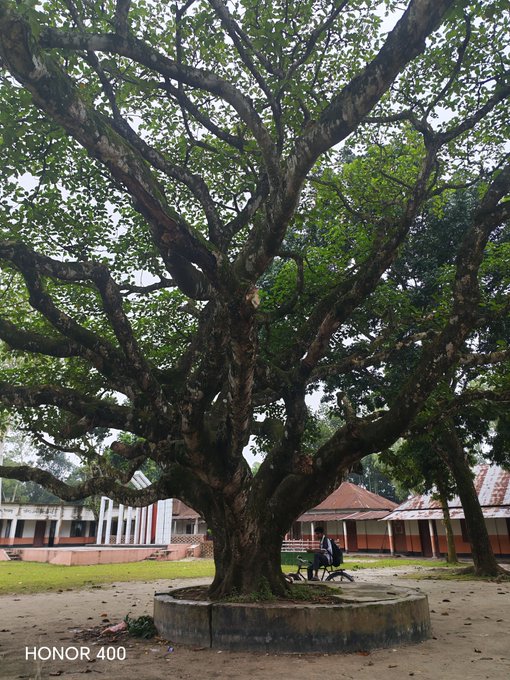 A large, sprawling tree with thick, twisting branches and green foliage stands in a circular planter, with buildings and a person sitting nearby in the background.