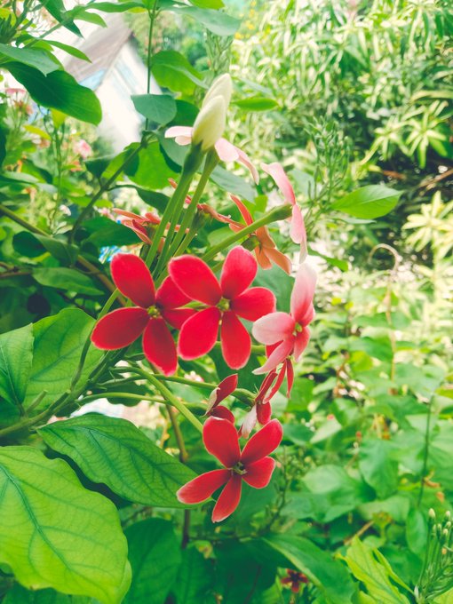 A close-up of vibrant red and pink flowers blooming among lush green foliage in bright sunlight.