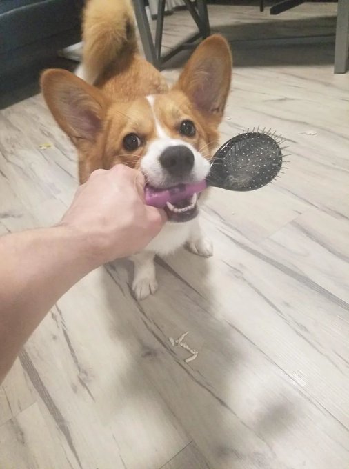 An adorable tan and white Pembroke Welsh Corgi biting down on a purple hairbrush being held by a person's hand on a marble-tiled floor.