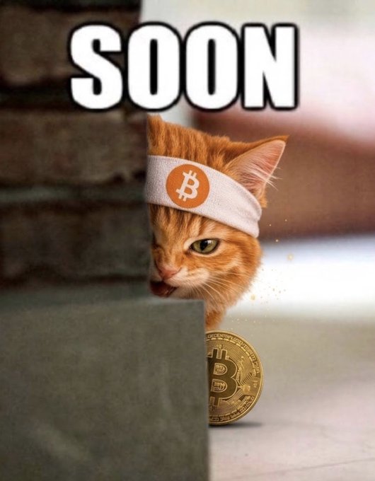 A meme image featuring an orange tabby cat wearing a white Bitcoin-themed headband peeking out from behind a brick wall next to a physical Bitcoin coin, with 'SOON' text overlaid at the top.