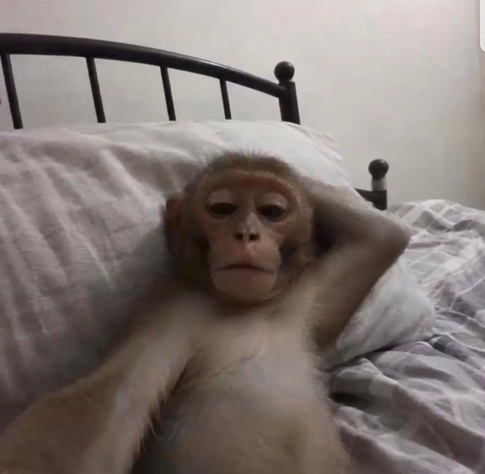 A photograph of a monkey lying on a bed with gray sheets, resting its head on a white pillow with one arm raised.