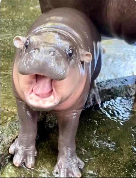 A baby pygmy hippopotamus with its mouth wide open, standing on wet ground in what appears to be a zoo enclosure.