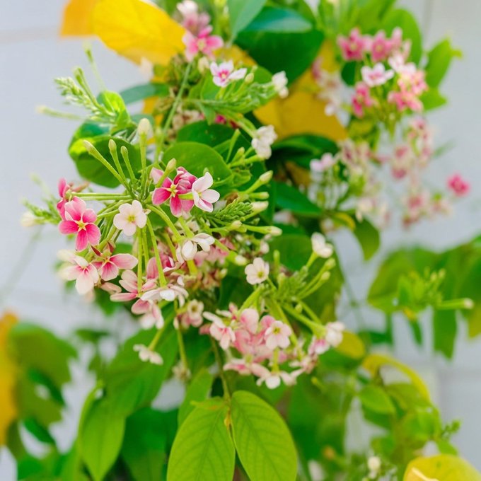 The image features a close-up view of pink flowers with white centers, surrounded by green leaves. The flowers are in full bloom, creating an eye-catching display against the backdrop of the wall. The photo captures the beauty of nature and its intricate details.
