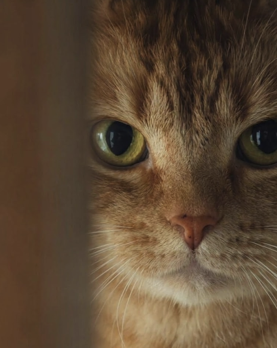The image features a close-up of an orange cat with green eyes, looking directly at the camera. The cat's fur appears to be orange and white, giving it a unique appearance. The background of the photo is blurred, making the cat the main focus of the image. The caption "Never quitting! We're vibing" suggests that there might be some connection between the cat's vibrant energy or enthusiasm and the post about never giving up on your dreams.
