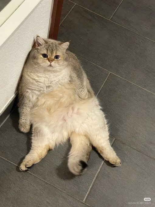 A cream and gray tabby cat lies on its back against a white baseboard on dark gray tile flooring, with a Reddit watermark visible.