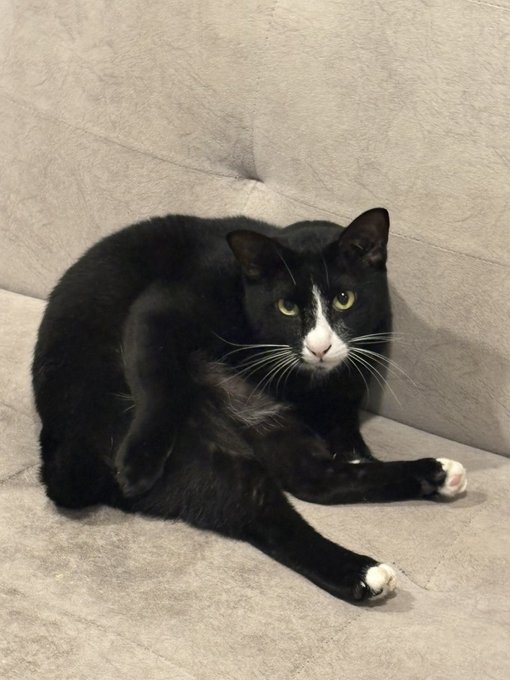 A black and white tuxedo cat with yellow-green eyes lying on a gray fabric surface, looking directly at the camera.