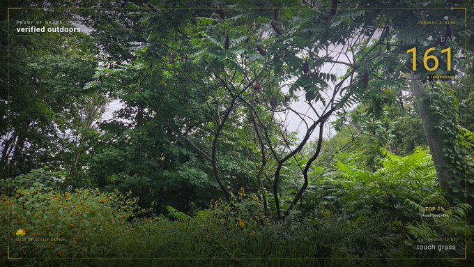 A dense jungle scene filled with tall trees and lush green foliage features an overlay reading "PROOF OF GRASS verified outdoors," "CURRENT STREAK DAY 161," "TOP 1% #TouchGrass," and "LOUCHEGRASS," tying the wild nature backdrop to the post's message about spending time outside.