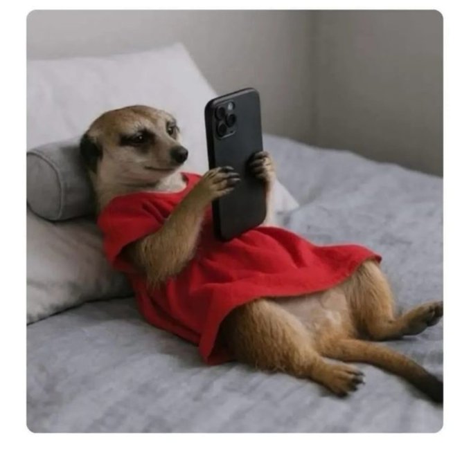 A meerkat wearing a red shirt lies propped up on a pillow on a bed, holding a smartphone and appearing to look at the screen.