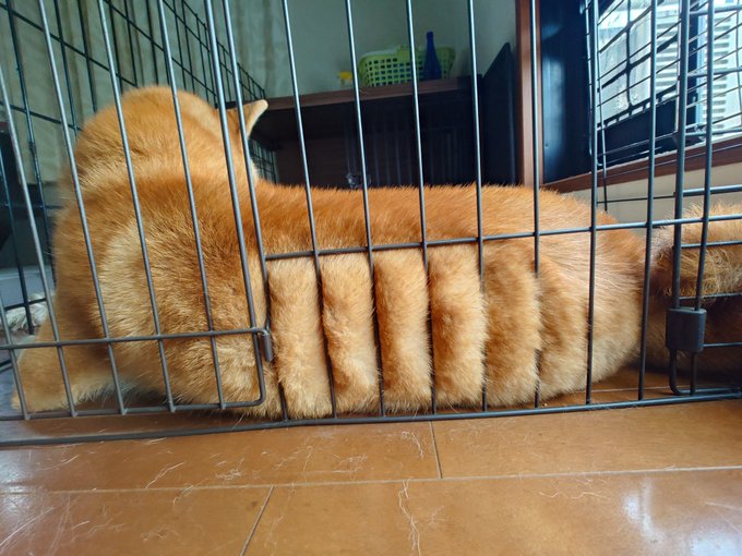 A sleeping orange Shiba Inu curls up inside a wire crate, its paws stretched out in a way that resembles the crispy panko breading of a tonkatsu cutlet. The relaxed pup looks deliciously content, matching the playful "Way too tonkatsu" caption in both the cat-like confinement and the fried cutlet vibes.