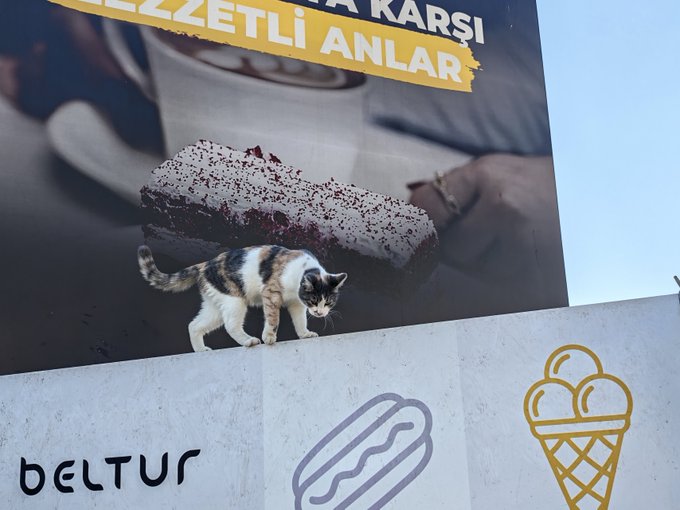 A calico cat walking along a ledge beneath a billboard advertising food with Turkish text including 'LEZZETLİ ANLAR' and the 'BELTUR' logo.
