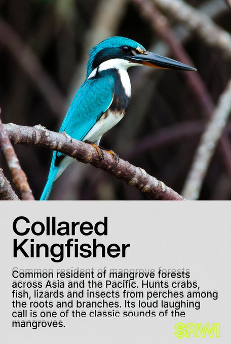 An informational poster titled 'Collared Kingfisher' shows a vibrant turquoise and white bird perched on a branch, with text describing it as a 'Common resident of mangrove forests across Asia and the Pacific' that 'Hunts crabs, fish, lizards and insects' and is branded with 'SRWI'.