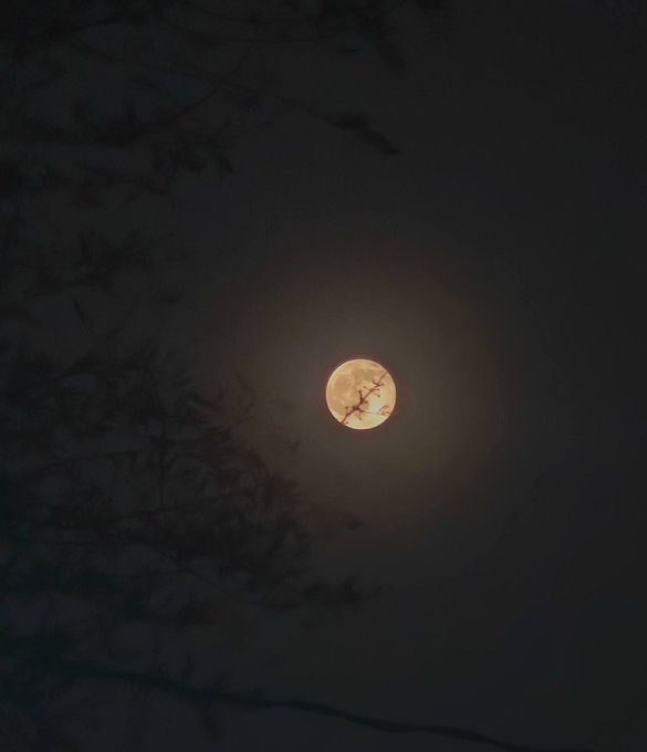 A glowing orange full moon in a dark night sky, partially obscured by the silhouettes of tree branches.