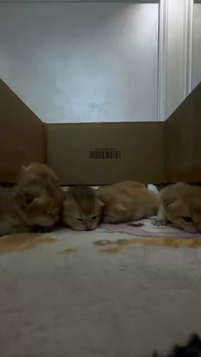 The image shows a group of small kittens sleeping inside a cardboard box, with their heads resting on each other's backs. The background appears to be a white wall or door frame, which contrasts with the warm tones of the kittens' fur. There is also text in the image that reads "HYPE at $71.8 +18.7% in 32h". This suggests that this post might have been created for promotional purposes, possibly featuring a kitten-themed photo to attract attention and generate interest among viewers.