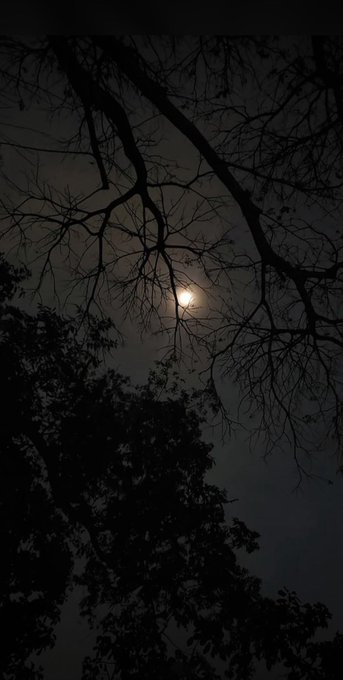 The image shows a nighttime scene with a full moon visible behind some trees, casting light onto the surrounding area. The moon's glow illuminates the sky as it shines brightly against the dark backdrop of the night. The silhouettes of the trees add depth and contrast to the scene, creating an atmosphere of tranquility and peace.