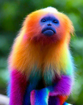 A vibrant rainbow-colored golden monkey (likely a digitally edited or stylized image of a golden snub-nosed monkey) with a blue face sits against a green foliage background.