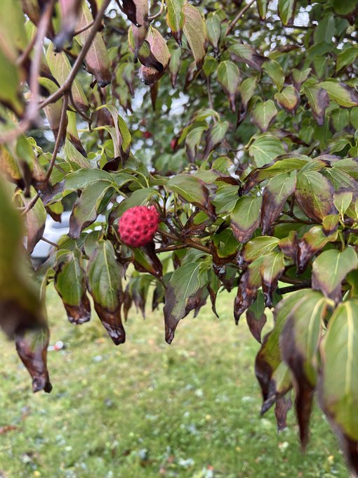 A close-up photo of a red, bumpy fruit (likely a kousa dogwood or similar berry) hanging from a leafy branch with green and reddish-brown leaves in an outdoor setting.