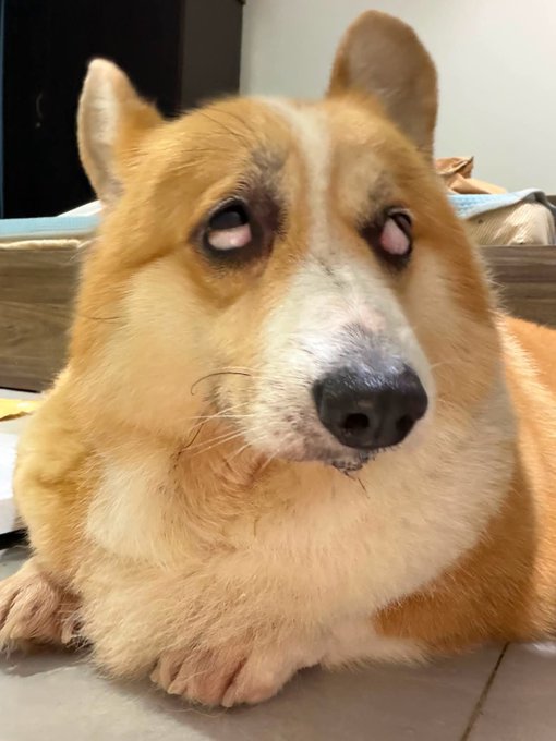 A close-up photograph of a corgi dog lying on the floor with its eyes rolled back, showing mostly the whites.