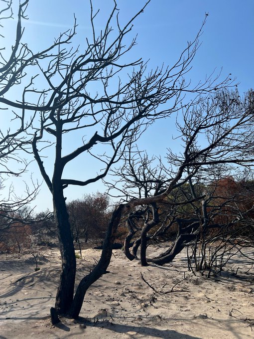 A landscape of burnt, leafless trees stands in a sandy desert area beneath a clear blue sky.