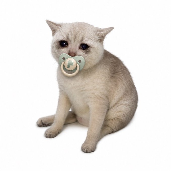 A cream-colored kitten sitting against a white background with a teal pacifier in its mouth.