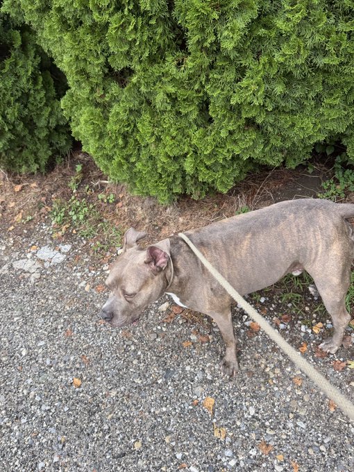 A gray brindle pit bull-type dog on a rope leash sniffs the pavement near green bushes.