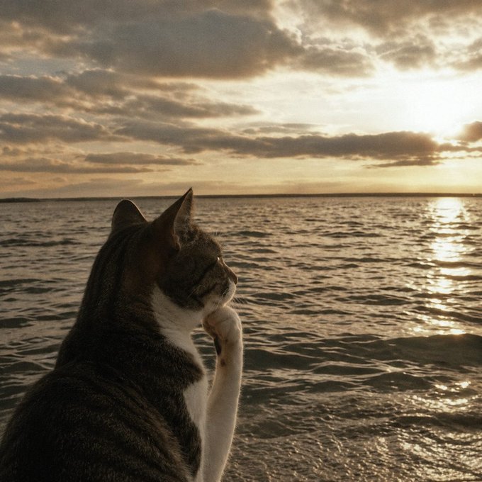 A contemplative cat sits by the shoreline at sunset, gazing thoughtfully out over the water with its paw raised to its chin. The image reinforces the post's play on "$wire" sounding like "so high-er" by drawing a parallel to "higher"—as the cat appears deep in thought about things on the rise, much like the ticker moving up.
