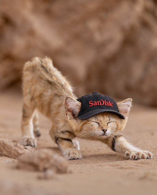 A sand kitten stretches in the desert wearing a black "SanDisk" cap, playfully blending the actual $SNDK ticker logo with a feline "sand kitten" pun to highlight the meme-worthy appeal of the token's ticker name.