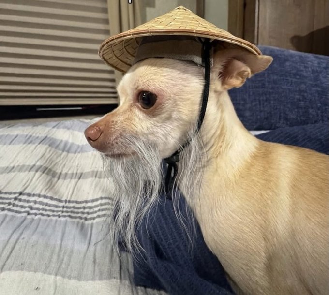 A small white and tan dog with a long wispy beard wears a conical straw hat secured with a black cord while sitting on a striped blanket.
