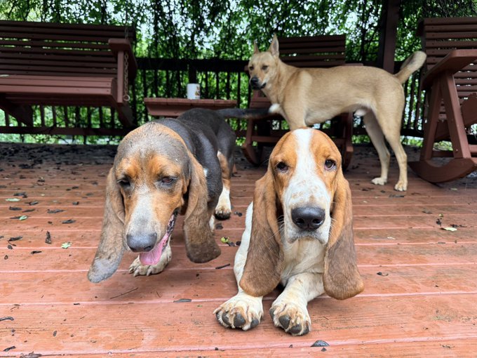Three happy dogs—two Basset Hounds lounging in the foreground and a tan mixed-breed standing behind them—pose on a wooden porch, perfectly capturing the spirit of "Good morning to everyone who loves dogs."