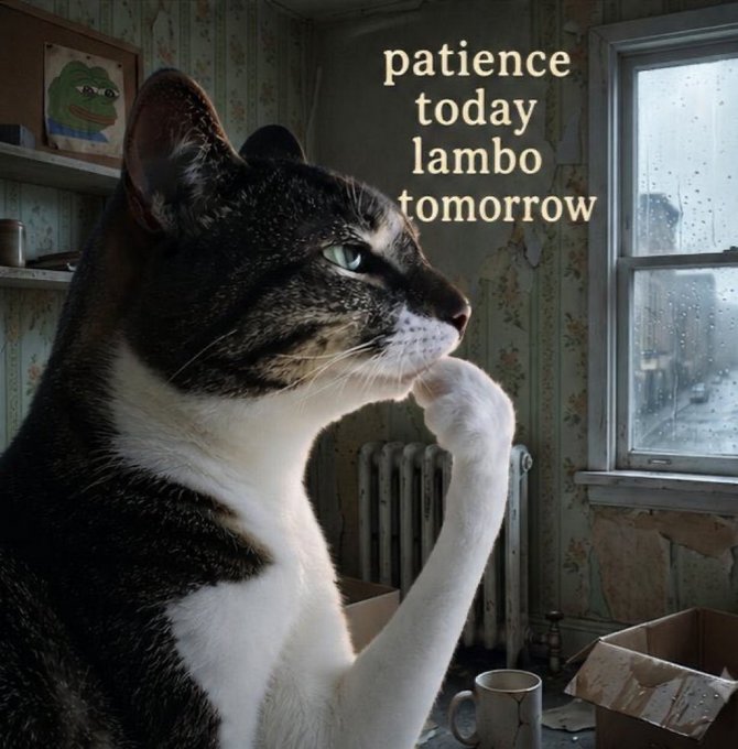 Meme image of a cat in a thoughtful pose looking out a rainy window with the text "patience today lambo tomorrow" overlaid.