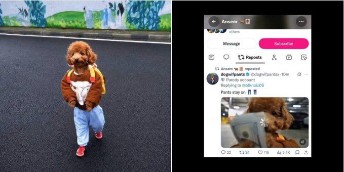 A split image showing a dog in a brown jacket and blue jeans walking on the street on the left, and a social media post screenshot of the same dog on the right with the caption 'Pants stay on.'