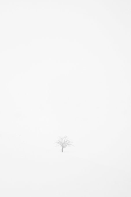 A minimalist pencil sketch of a single, bare tree centered in a vast, empty white space.