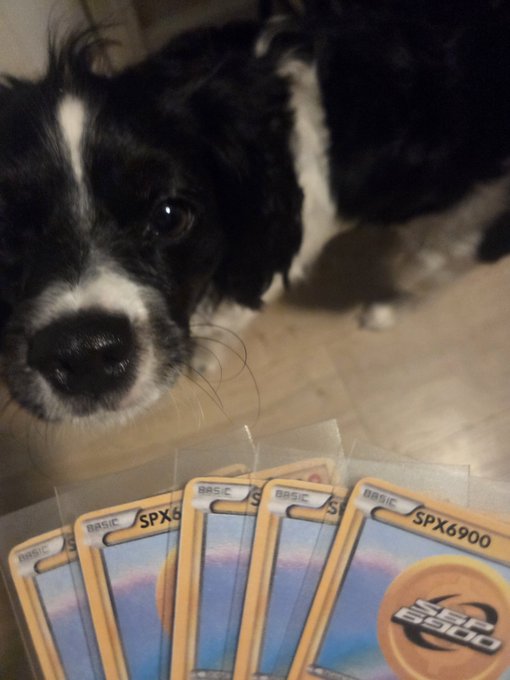 A black and white spaniel dog looks up at the camera while sitting behind a fanned-out set of 'BASIC SPX6900' trading cards.