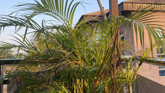 A tropical palm plant in the foreground with a residential building visible in the background under a clear sky.